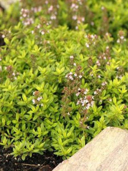 Thym citron 'Aureus'