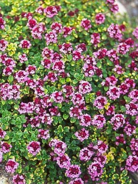 Thym citron 'Doone Valley'