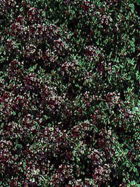 Thym citron 'Silver Queen'