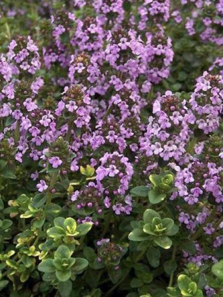 Thym 'Doone Valley'