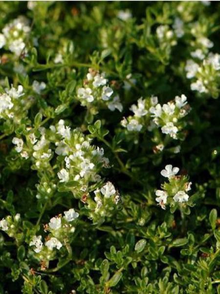 Thym précoce 'Albiflorus'