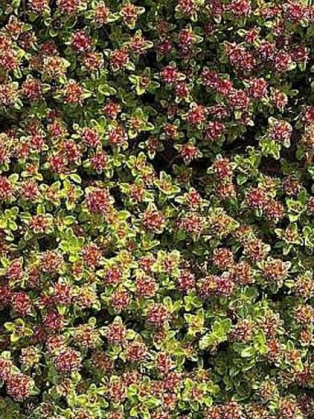 Thym précoce 'Hall's Variety'