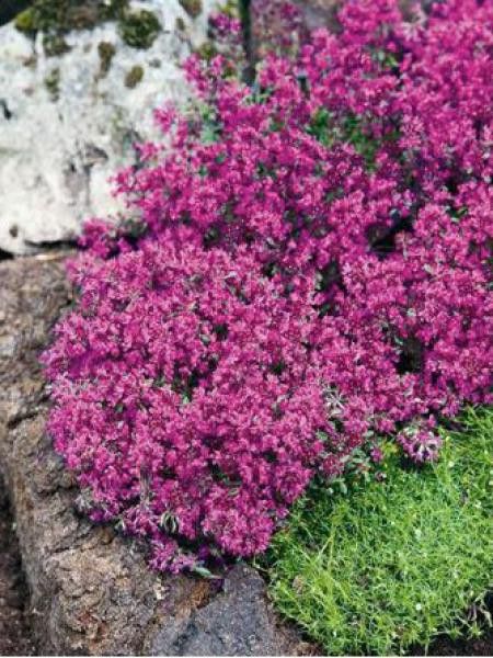 Thym précoce 'Red Carpet'