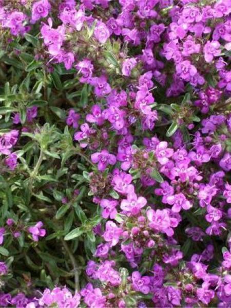 Thym serpolet 'Purple Beauty'