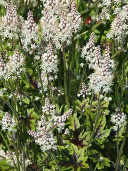 Tiarelle 'Braveheart'