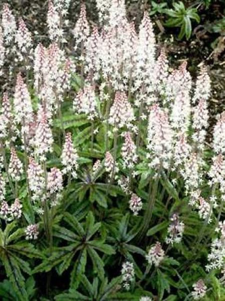 Tiarelle 'Candy Striper'