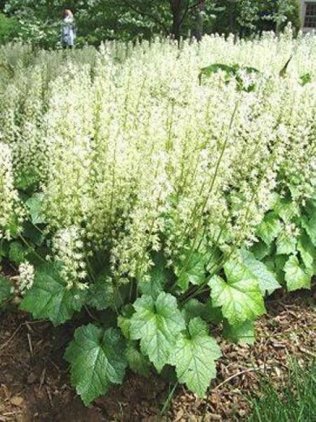 Tiarelle cordifoliée 'Brandywine'