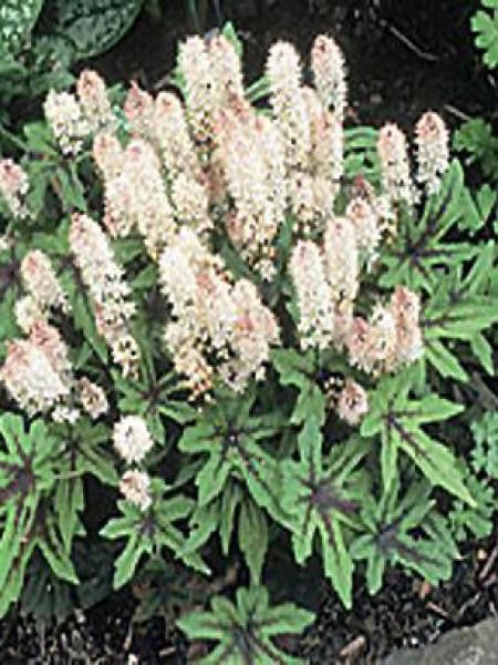 Tiarelle cordifoliée 'Mint Chocolate'