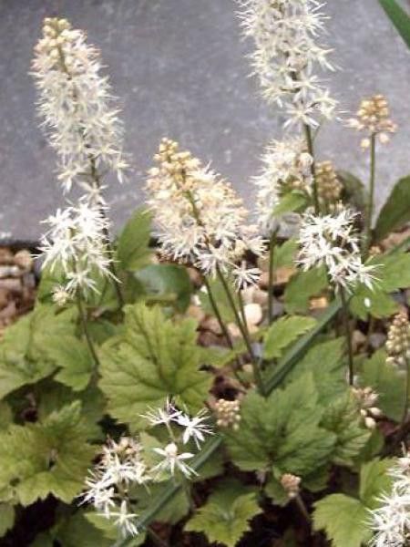 Tiarelle cordifoliée 'Moorgrun'