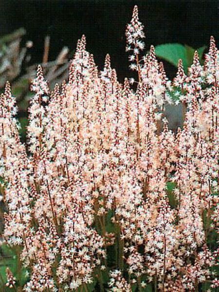Tiarelle cordifoliée 'Oakleaf'
