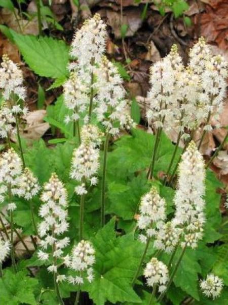 Tiarelle cordifoliée