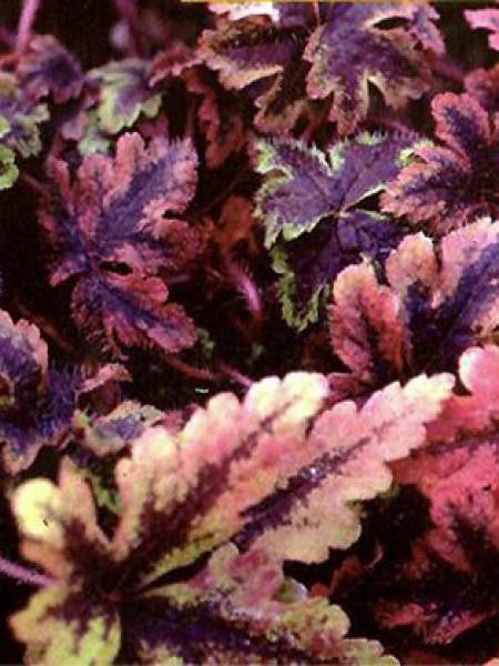 Tiarelle 'Crow Feather'