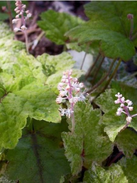 Tiarelle 'Heronwood Mist'