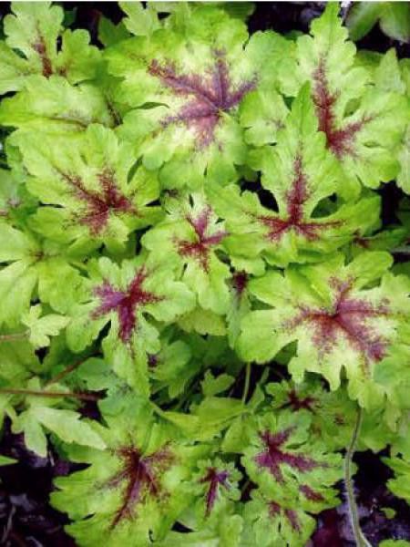 Tiarelle 'Iron Butterfly'