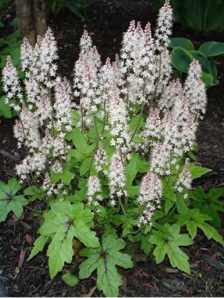 Tiarelle 'Pink Bouquet'