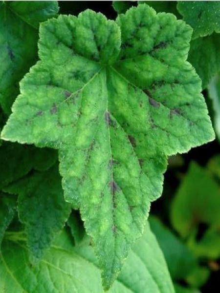 Tiarelle 'Simsalabim'