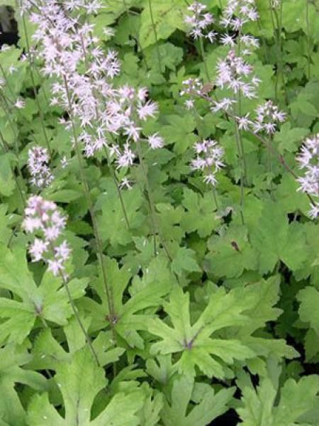 Tiarelle 'Skeleton Key'