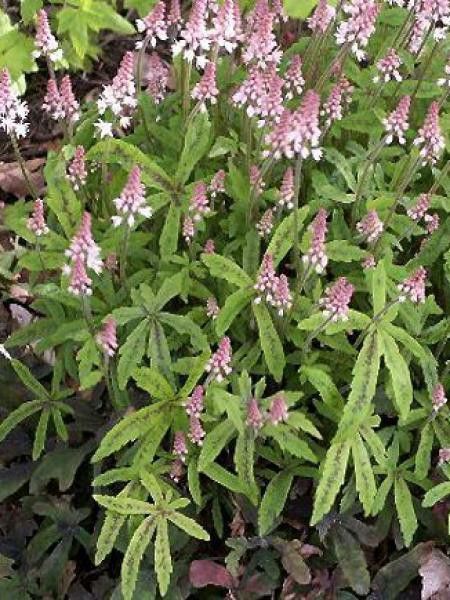 Tiarelle 'Spring Symphony'