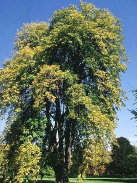 Tilia tomentosa 'Pendula'