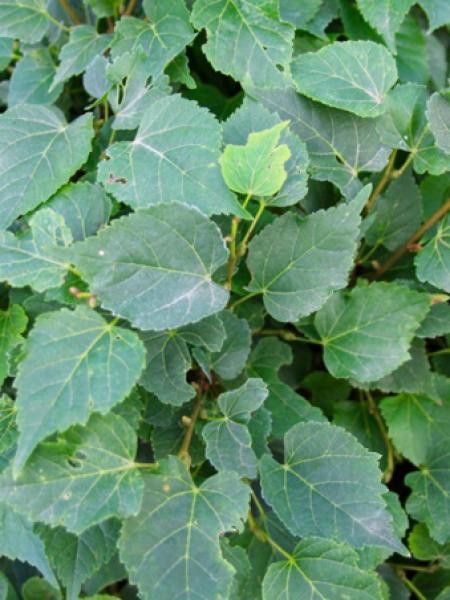 Tilleul à grandes feuilles, Tilleul de Hollan 'Belevedere'