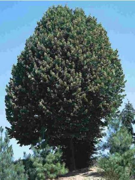 Tilleul à petites feuilles 'Böhlje'