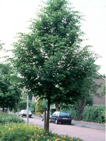 Tilleul à petites feuilles 'Rancho'