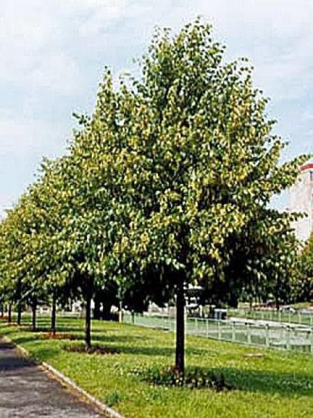 Tilleul à petites feuilles 'Roelvo'