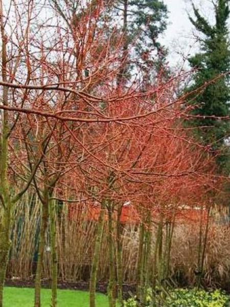 Tilleul à petites feuilles 'Winter Orange'