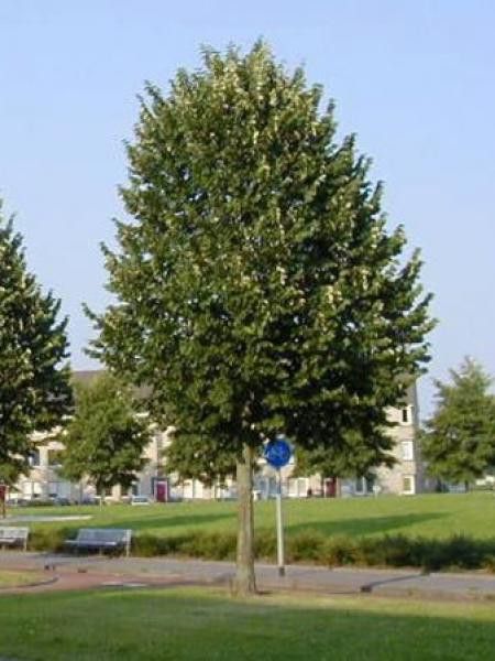 Tilleul argenté 'Brabant'