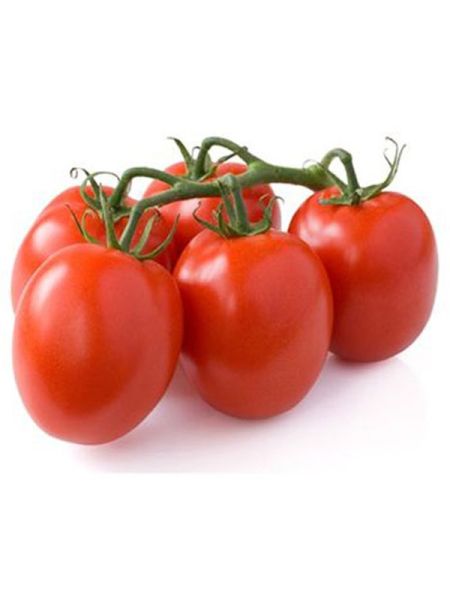 Tomate 'Cencara'