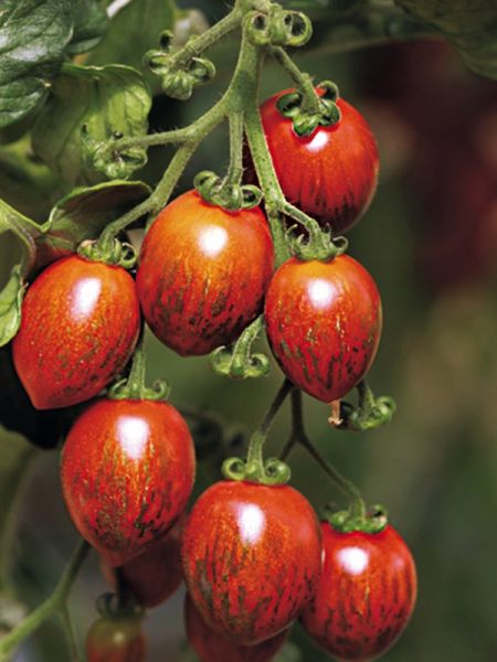 Tomate cerise 'Cokie'