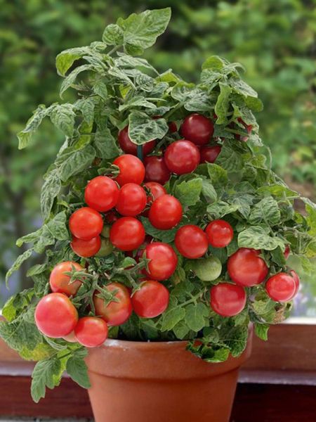 Tomate cerise 'Red Robin'