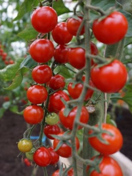 Tomate cerise rouge buisson 'Brillantino'