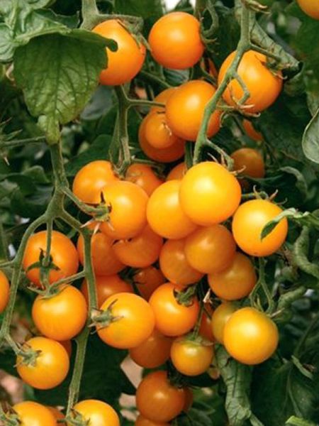 Tomate cerise 'Summer Sun'