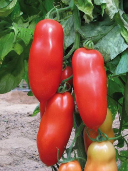 Tomate 'Cornabel'