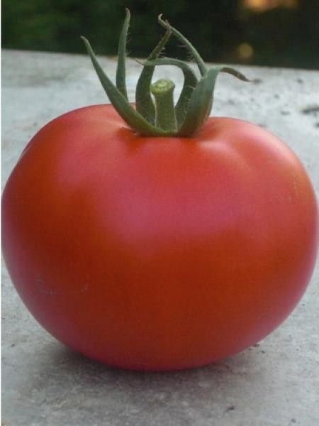 Tomate HYB F1 'Montfavet'