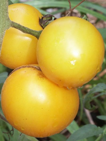 Tomate 'Lemon Boy'