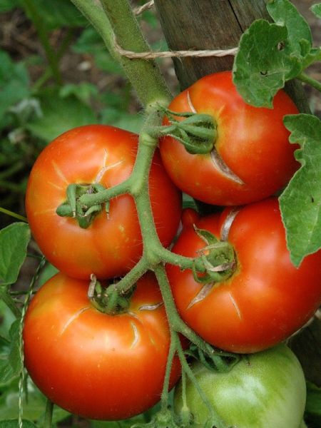 Tomate 'Monfavet'