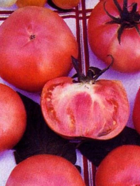 Tomate rose