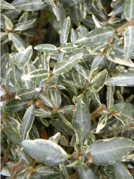 Trachelospermum asiaticum 'Goshiki Chirimen'