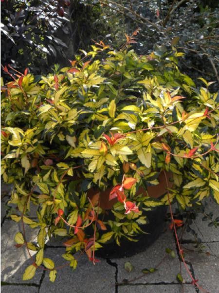 Trachelospermum asiaticum 'Summer Sunset' ou 'Ogon-Nishiki'