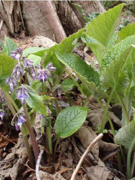 Trachystemon orientalis 