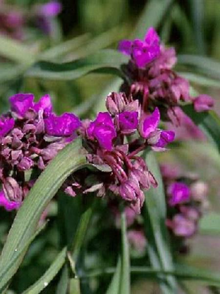 Tradescantia andersoniana 'Concord Grappe'