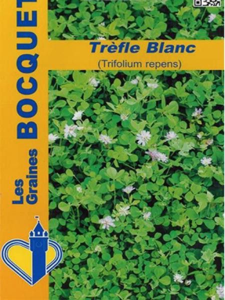 Trèfle blanc