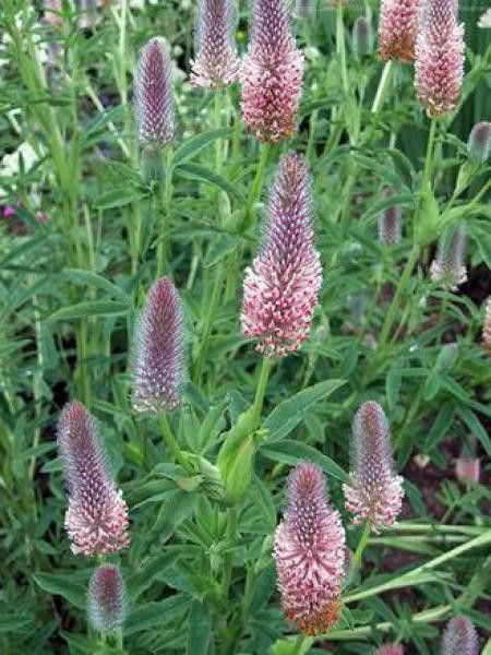 Trèfle incarnat 'Peachy Pink'