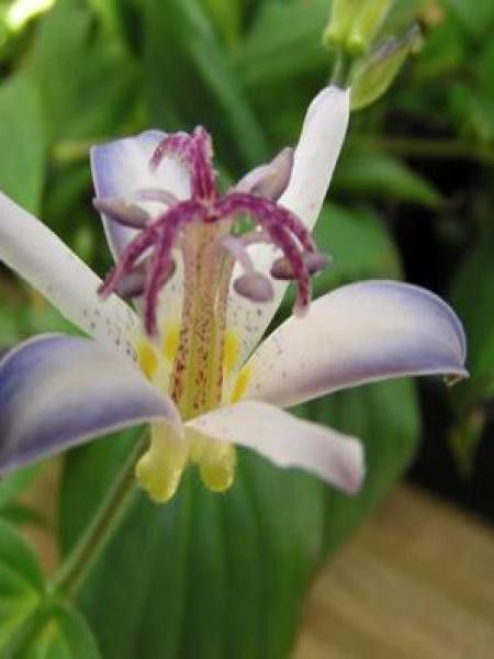 Tricyrtis  'Tojen'