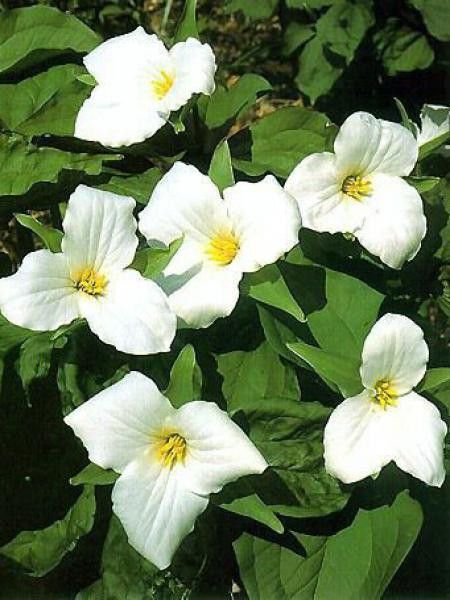 Trillium grandiflorum