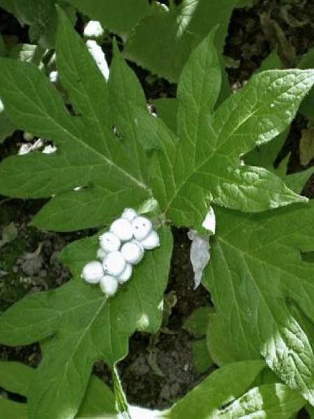 Triosteum pinnatifidum 