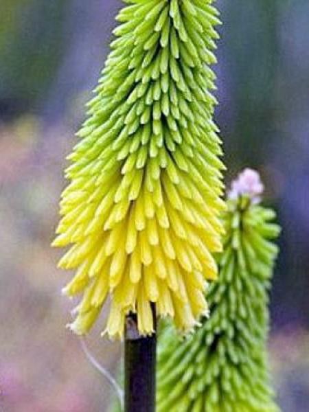 Tritoma 'Lemon Popsicle'®