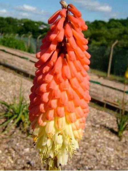 Tritoma 'Royal Castle'